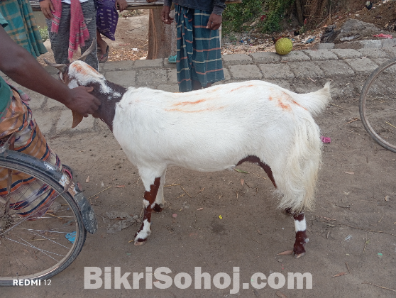 ইন্ডিয়ান তুতাপুরি জাতের ছাগল